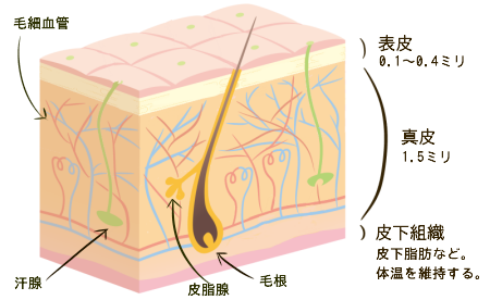 皮膚の構造（表皮、真皮、皮下組織）
